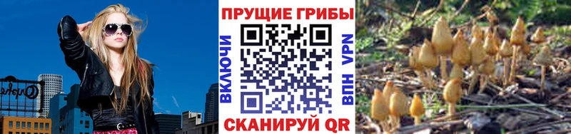 OMG   Новосибирск  Псилоцибиновые грибы Psilocybine cubensis 